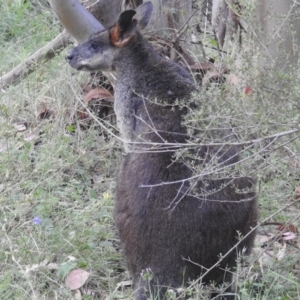 Wallabia bicolor at Paddys River, ACT - 16 Jan 2022