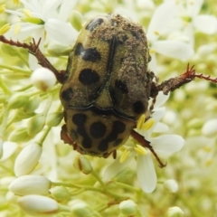 Neorrhina punctatum (Spotted flower chafer) at Paddys River, ACT - 16 Jan 2022 by HelenCross