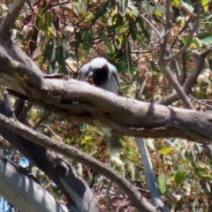 Coracina novaehollandiae at Hume, ACT - 16 Jan 2022