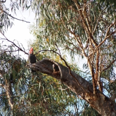 Callocephalon fimbriatum (Gang-gang Cockatoo) at Hackett, ACT - 15 Jan 2022 by MargL