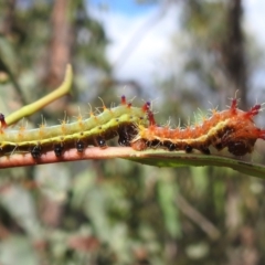 Opodiphthera eucalypti (Emperor Gum Moth) at Stromlo, ACT - 16 Jan 2022 by HelenCross