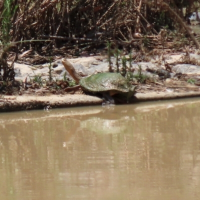 Chelodina longicollis (Eastern Long-necked Turtle) at Hume, ACT - 16 Jan 2022 by RodDeb