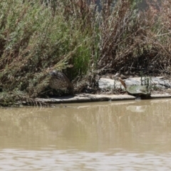 Chelodina longicollis at Hume, ACT - 16 Jan 2022