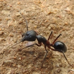 Camponotus intrepidus (Flumed Sugar Ant) at Stromlo, ACT - 15 Jan 2022 by HelenCross