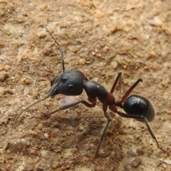 Camponotus intrepidus (Flumed Sugar Ant) at Stromlo, ACT - 16 Jan 2022 by HelenCross