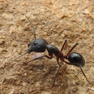 Camponotus intrepidus at Stromlo, ACT - 16 Jan 2022 09:44 AM