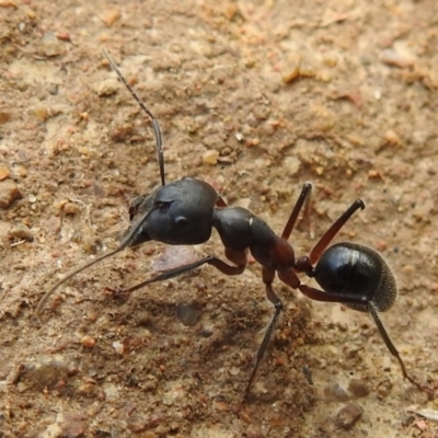 Camponotus intrepidus (Flumed Sugar Ant) at Stromlo, ACT - 15 Jan 2022 by HelenCross