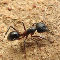 Camponotus intrepidus at Stromlo, ACT - 16 Jan 2022 09:44 AM