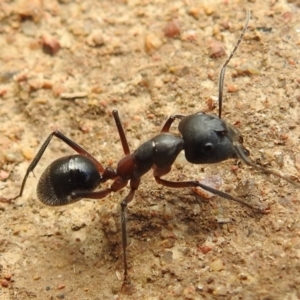 Camponotus intrepidus at Stromlo, ACT - 16 Jan 2022 09:44 AM