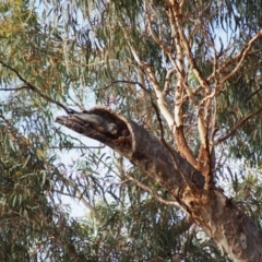 Callocephalon fimbriatum (Gang-gang Cockatoo) at Mount Majura - 15 Jan 2022 by MargL