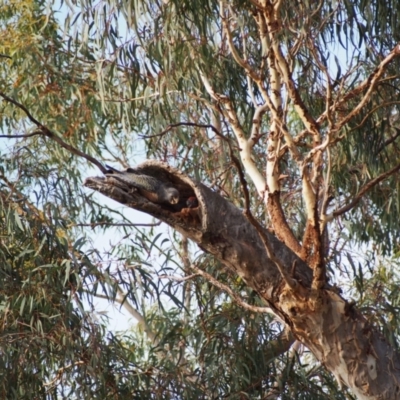 Callocephalon fimbriatum (Gang-gang Cockatoo) at GG224 - 15 Jan 2022 by MargL