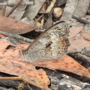 Geitoneura klugii at Stromlo, ACT - 16 Jan 2022 09:57 AM