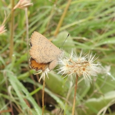 Paralucia pyrodiscus (Fiery Copper) at Stromlo, ACT - 16 Jan 2022 by HelenCross