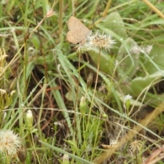 Paralucia pyrodiscus at Stromlo, ACT - suppressed