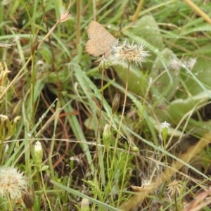 Paralucia pyrodiscus at Stromlo, ACT - suppressed