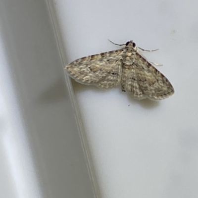 Unidentified Moth (Lepidoptera) at Jerrabomberra, NSW - 16 Jan 2022 by SteveBorkowskis