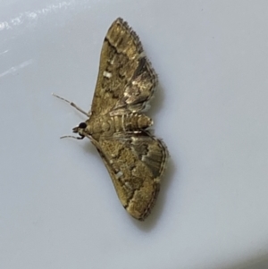 Nacoleia rhoeoalis at Jerrabomberra, NSW - 16 Jan 2022