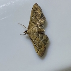 Nacoleia rhoeoalis at Jerrabomberra, NSW - 16 Jan 2022