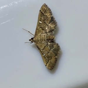 Nacoleia rhoeoalis at Jerrabomberra, NSW - 16 Jan 2022