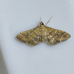 Nacoleia rhoeoalis at Jerrabomberra, NSW - 16 Jan 2022