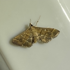 Nacoleia rhoeoalis at Jerrabomberra, NSW - 16 Jan 2022