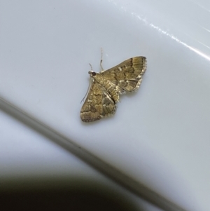 Nacoleia rhoeoalis at Jerrabomberra, NSW - 16 Jan 2022