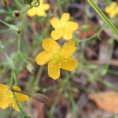 Hypericum gramineum (Small St Johns Wort) at Stromlo, ACT - 16 Jan 2022 by HelenCross