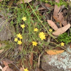 Hypericum gramineum at Stromlo, ACT - 16 Jan 2022 10:10 AM