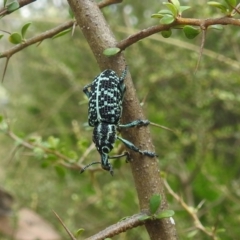 Chrysolopus spectabilis (Botany Bay Weevil) at Stromlo, ACT - 16 Jan 2022 by HelenCross