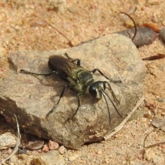 Sphex sp. (genus) (Unidentified Sphex digger wasp) at Bullen Range - 15 Jan 2022 by HelenCross