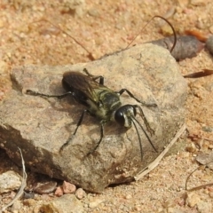 Sphex sp. (genus) (Unidentified Sphex digger wasp) at Stromlo, ACT - 16 Jan 2022 by HelenCross