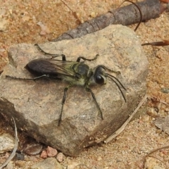 Sphex sp. (genus) at Stromlo, ACT - 16 Jan 2022