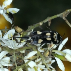 Hoshihananomia leucosticta (Pintail or Tumbling flower beetle) at Pialligo, ACT - 14 Jan 2022 by jbromilow50