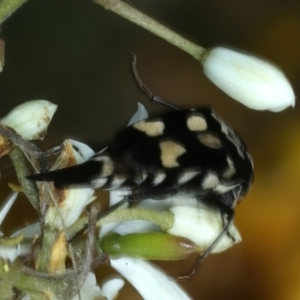 Hoshihananomia leucosticta at Pialligo, ACT - 14 Jan 2022