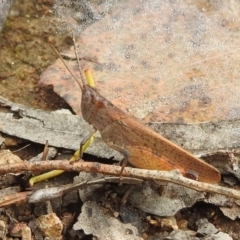 Goniaea opomaloides at Stromlo, ACT - 16 Jan 2022 10:23 AM