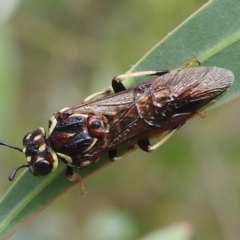 Pergagrapta latreillii (Sawfly) at Stromlo, ACT - 16 Jan 2022 by HelenCross