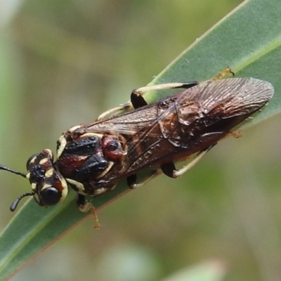 Pergagrapta latreillii (Sawfly) at Stromlo, ACT - 16 Jan 2022 by HelenCross