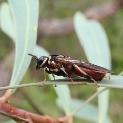 Pergagrapta sp. (genus) at Stromlo, ACT - 16 Jan 2022 10:25 AM