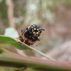 Pergagrapta sp. (genus) at Stromlo, ACT - 16 Jan 2022 10:25 AM