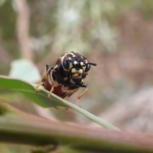 Pergagrapta sp. (genus) at Stromlo, ACT - 16 Jan 2022 10:25 AM