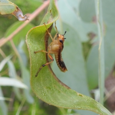 Pseudoperga guerinii (A sawfly) at Stromlo, ACT - 16 Jan 2022 by HelenCross