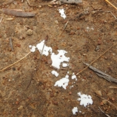 Unidentified Fungus at Stromlo, ACT - 16 Jan 2022 by HelenCross