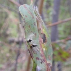 Uraba lugens (Gumleaf Skeletonizer) at Stromlo, ACT - 15 Jan 2022 by HelenCross