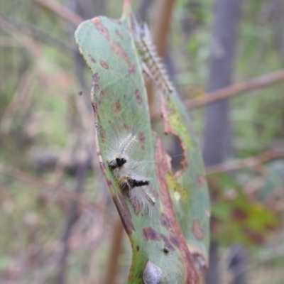 Uraba lugens (Gumleaf Skeletonizer) at Bullen Range - 15 Jan 2022 by HelenCross