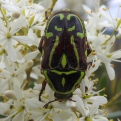 Eupoecila australasiae (Fiddler Beetle) at Stromlo, ACT - 16 Jan 2022 by HelenCross