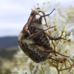 Neorrhina punctatum (Spotted flower chafer) at Stromlo, ACT - 16 Jan 2022 by HelenCross