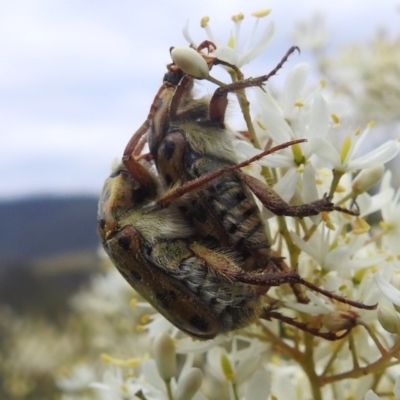 Neorrhina punctata (Spotted flower chafer) at Bullen Range - 15 Jan 2022 by HelenCross