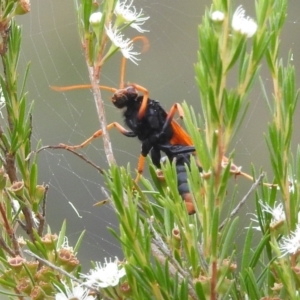 Cryptocheilus bicolor at Stromlo, ACT - 16 Jan 2022 11:08 AM