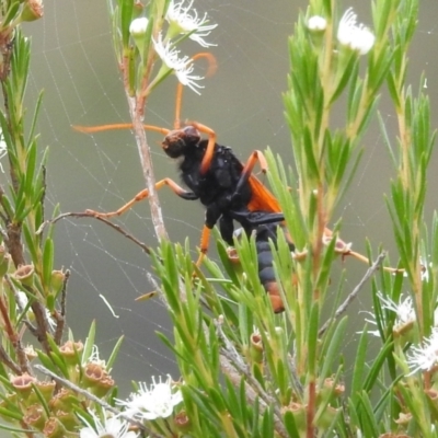 Cryptocheilus sp. (genus) (Spider wasp) at Stromlo, ACT - 16 Jan 2022 by HelenCross