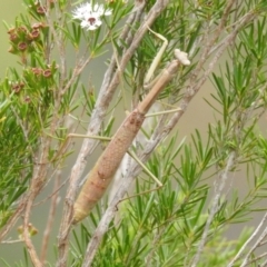 Archimantis sp. (genus) at Bullen Range - 16 Jan 2022 by HelenCross